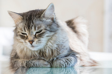 Beautiful pet of livestock, siberian purebred cat with long hair. Cute domestic kitten in relax. Silver female gender