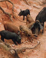 small pigs in the mud