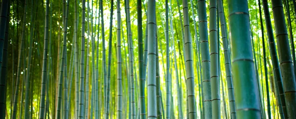 Fotobehang Bamboebosjes, bamboebos in Arashiyama, Kyoto Japan. © Travel Wild