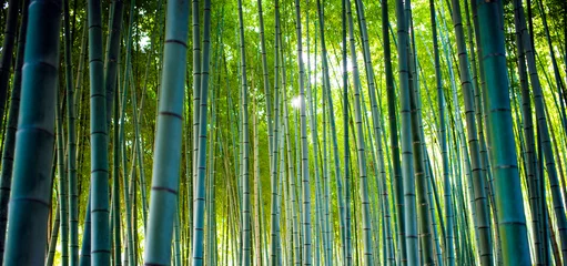 Fototapeten Bambushaine, Bambuswald in Arashiyama, Kyoto Japan. © Travel Wild