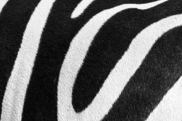 Closeup of zebra stripes