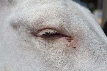 Fototapeta premium Closeup shot of horse eye