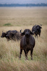 Cape buffalo on safari in the Masai Mara, Kenya, Africa