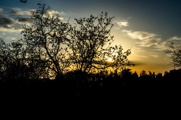 Almond flower Almond Tree Close-up Macro Photo