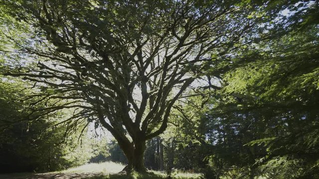 a back lit bigleaf maple tree at marymere falls on the olympic peninsula of the us pacific northwest