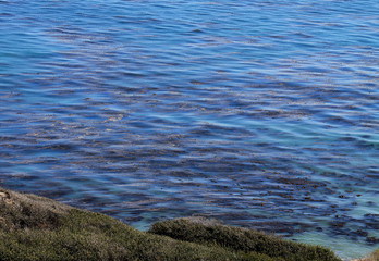 Pacific Ocean Kelp Forest 