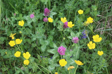 Wiese mit Blumen © mg photo