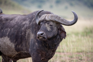 Naklejka premium Cape buffalo on safari in the Masai Mara, Kenya Africa