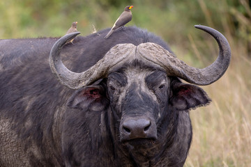 Cape buffalo on safari in the Masai Mara, Kenya Africa