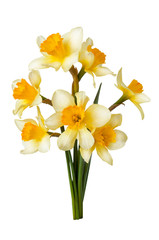 Bouquet of blooming white and yellow daffodils isolated on white background. Spring flowers.
