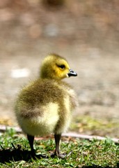 Little Gosling 