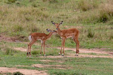 Steinbok pair of animals on safari on Masai Mara, Kenya, Africa