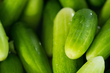 Many complete cucumber for salad and cooking food, this Fresh Cucumber for mass street food vendor prepare for ready meal, background shadow selective focus