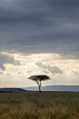 Fototapeta na wymiar Stormy clouds over the Masai Mara, Kenya, Africa