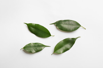 Fresh green ficus leaves on white background, top view