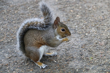 Naklejka na ściany i meble Squirrel eating nuts