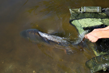The big carp caught is released into the water.