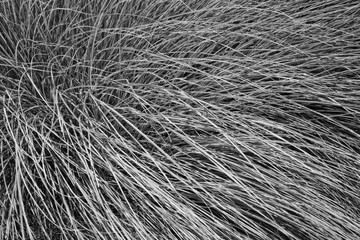Beach Grass Black and White