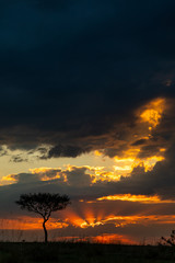 Sunrise on the Masai Mara, Kenya, Africa