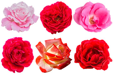 Set of flowers roses on a white background