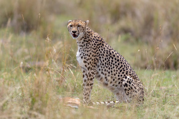 Cheetah with fresh kill on safari, Masai Mara, Kenya, Africa
