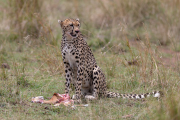 Cheetah with fresh kill on safari, Masai Mara, Kenya, Africa