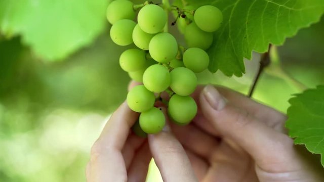 Bunch of unripe grapes hanging on a vine. Picking grapes on farm. Vineyard close up