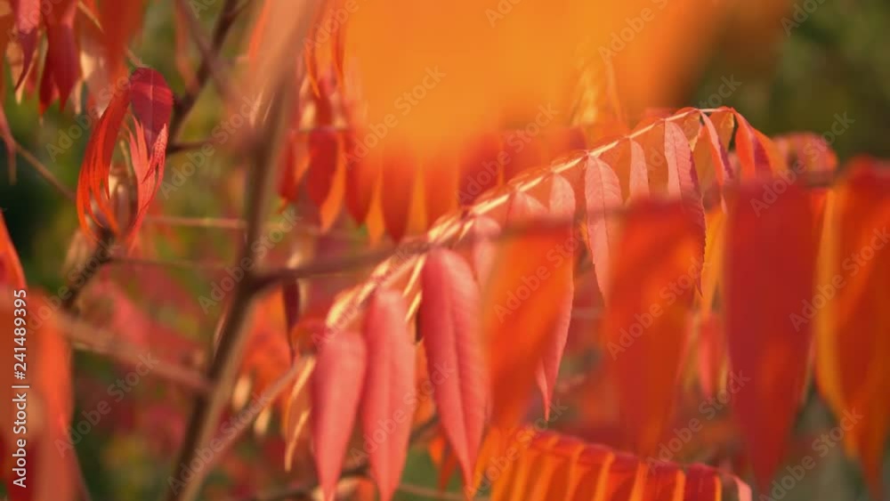 Poster red leaves on the tree swaying in the wind