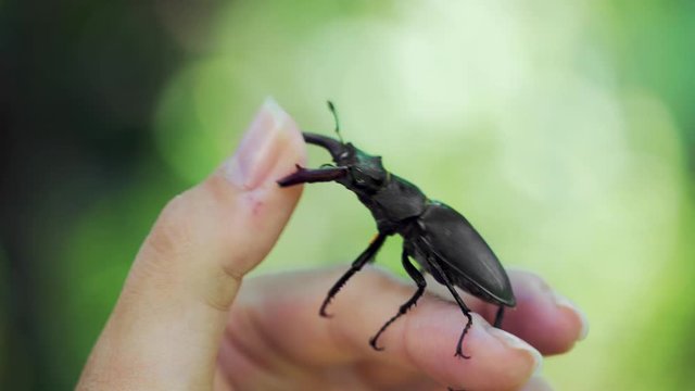 Big horned beetle. Stag beetle on a hand. (Lucanus cervus)