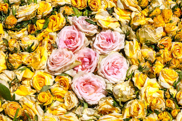 Garden with flower petals in La Orotava on the island of Tenerife.