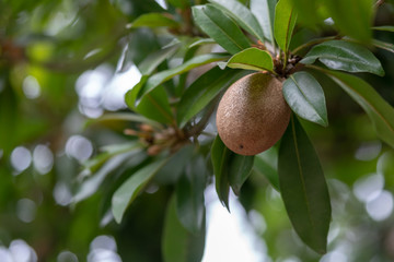 Sapodilla fruit on the tree.