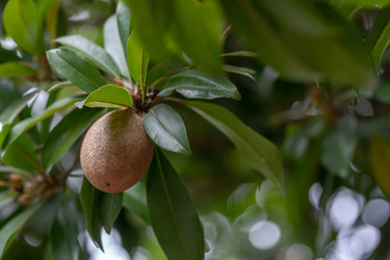Sapodilla fruit on the tree.