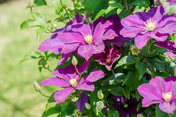 クレマチスの花
