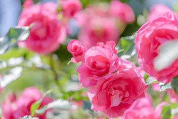 赤いバラの花