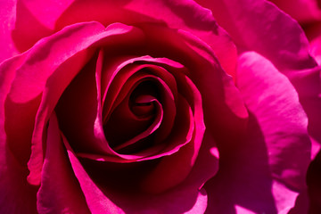 Fototapeta na wymiar 赤いバラの花