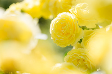 黄色いバラの花