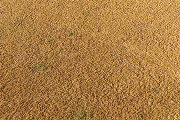 Golden texture of Masai Mara landscape aerial