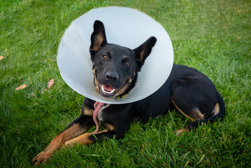 Smiling black dog laying in grass wearing a veternary cone.