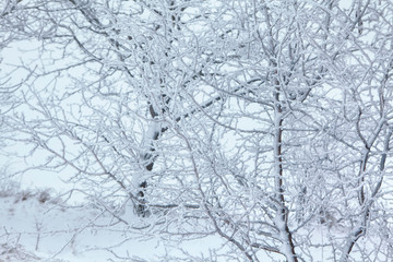 snow covered forest in winter