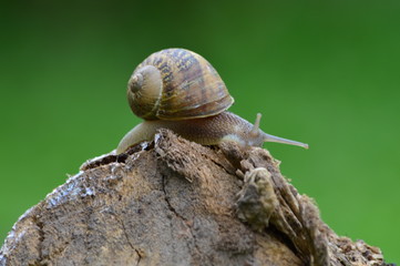 caracol