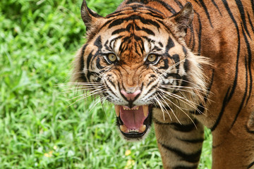 Roaring