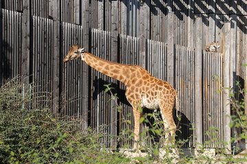 Giraffe At The Zoo