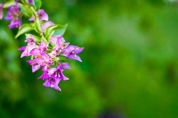 beautiful purple flowers, on blurred green background, closeup