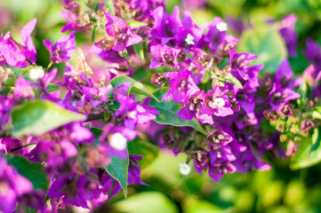 beautiful purple flowers, on blurred green background, closeup