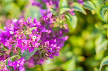 Fototapeta premium beautiful purple flowers, on blurred green background, closeup