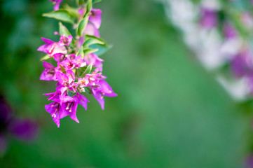 beautiful purple flowers, on blurred green background, closeup