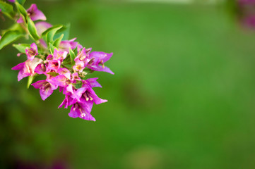 beautiful purple flowers, on blurred green background, closeup