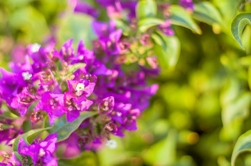 Fototapeta premium beautiful purple flowers, on blurred green background, closeup