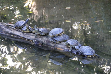 Turtles on a tree trunk