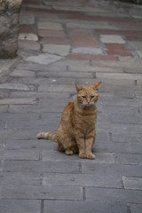 Fototapeta premium Ginger Cat On The Pavement